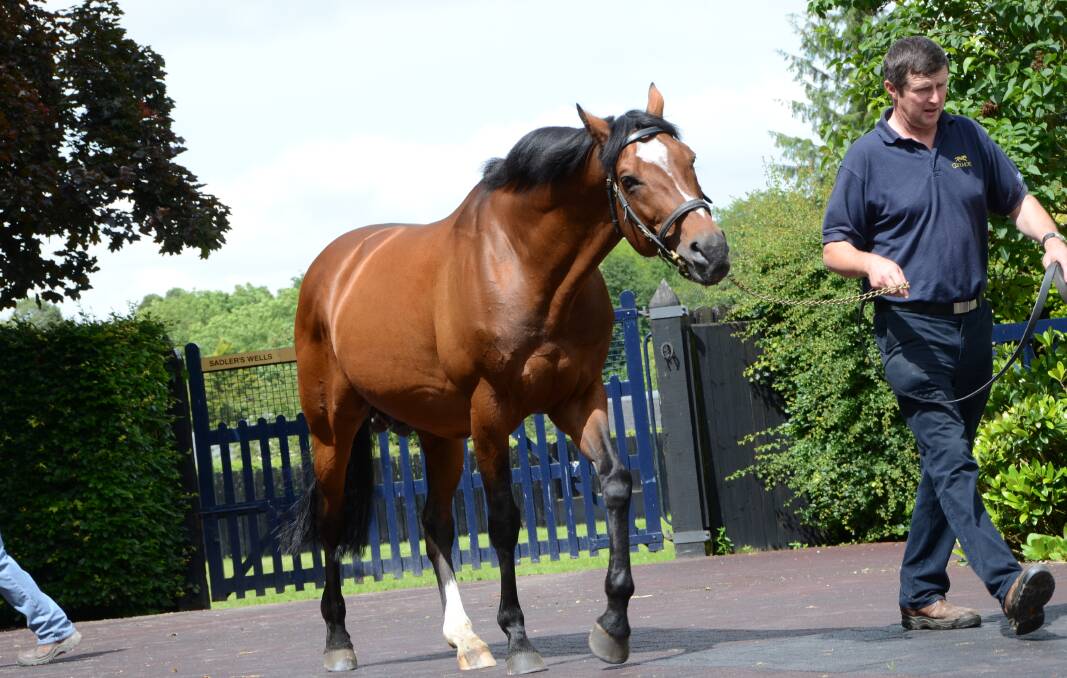 His legacy on the march, Galileo in relaxed mode when on parade at Coolmore Stud, near Fethard in Ireland. Photos Virginia Harvey 
