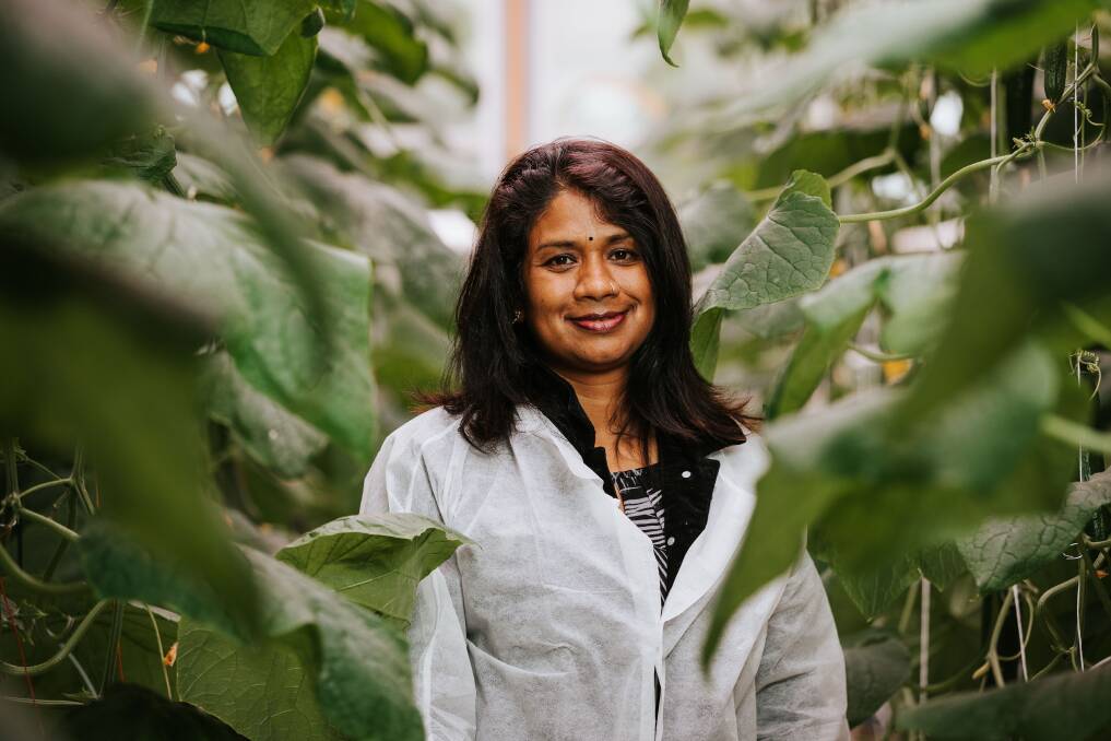 Western Sydney University's Dr Nisha Rakhesh is one of the many leading researchers working at the Hawkesbury Institute for the Environment pioneering glasshouse crop production.