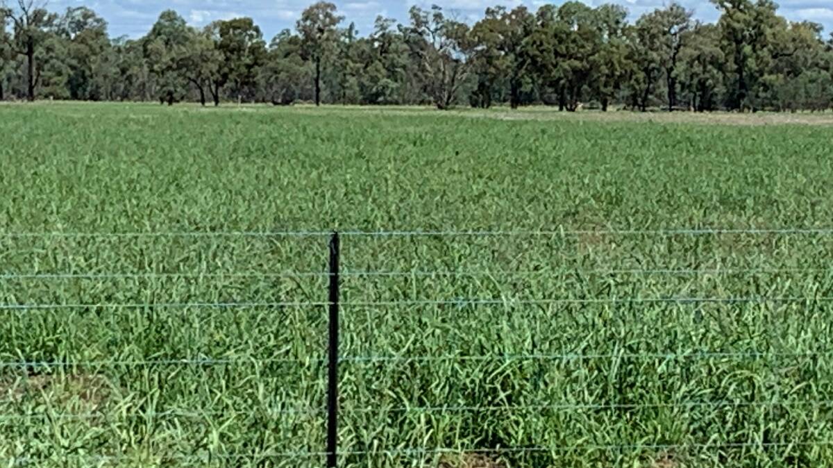  Perennial summer gasses (Premier digit and bambatsi panic on Greg Rummery's Pilliga property) can tolerate extreme climate variability.