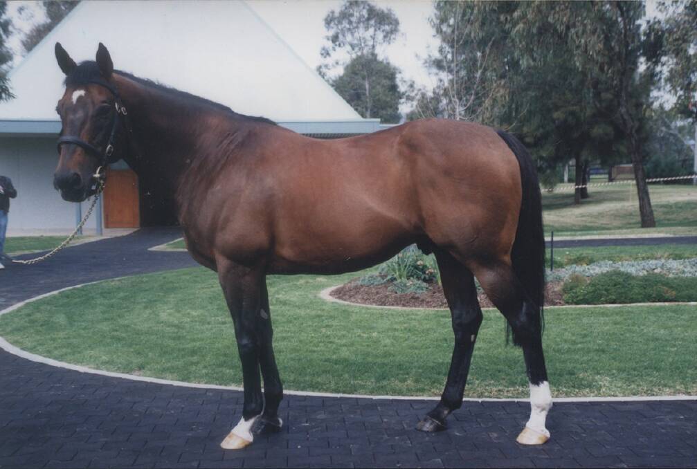  Great sire, Danehill (at Coolmore Stud, Jerrys Plains), who is featured among the reference sires in the 2020 Stallions publication. Photo Virginia Harvey. 