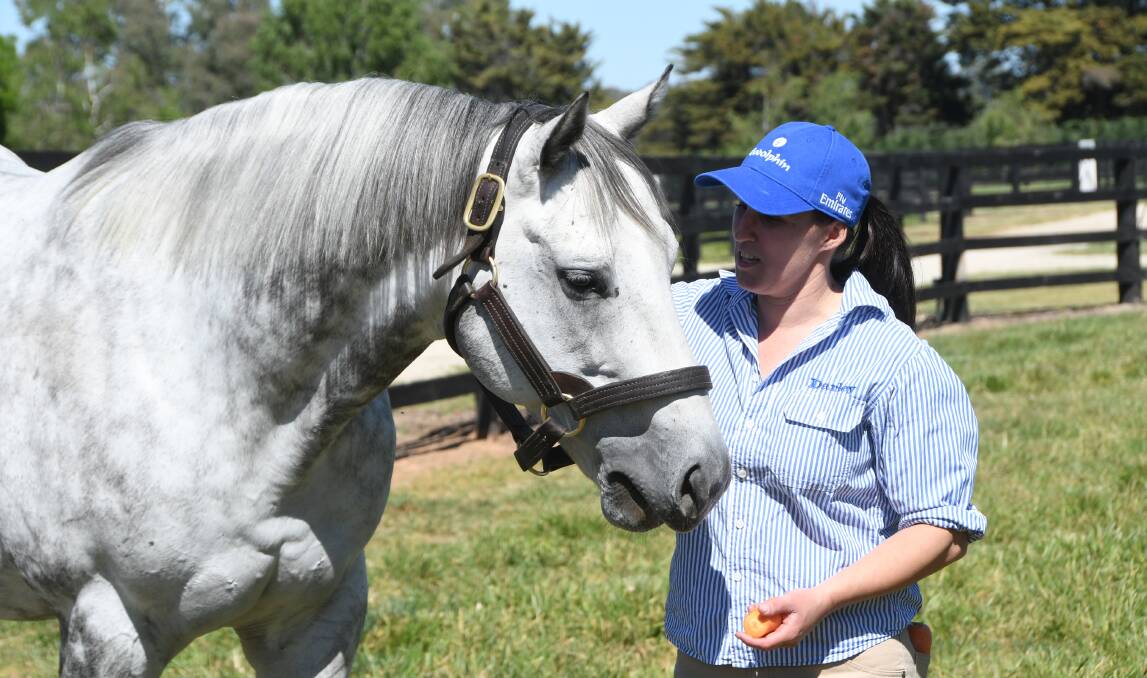 Handsome grey stallion, Frosted enjoying some carrots from handler Jess Galvin at Godolphin property Northwood near Seymour in Victoria. Photo Virginia Harvey

