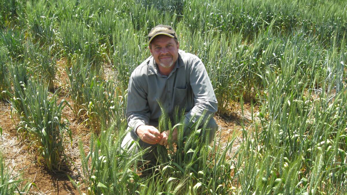 Dr Steven Simpfendorfer, NSW DPI senior plant pathologist, is the lead author of a recent research paper that noted the important role summer crops can have in controlling winter crop diseases. 