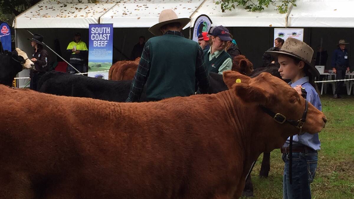 Schools vie for coveted South Coast Beef Producers Association ribbons