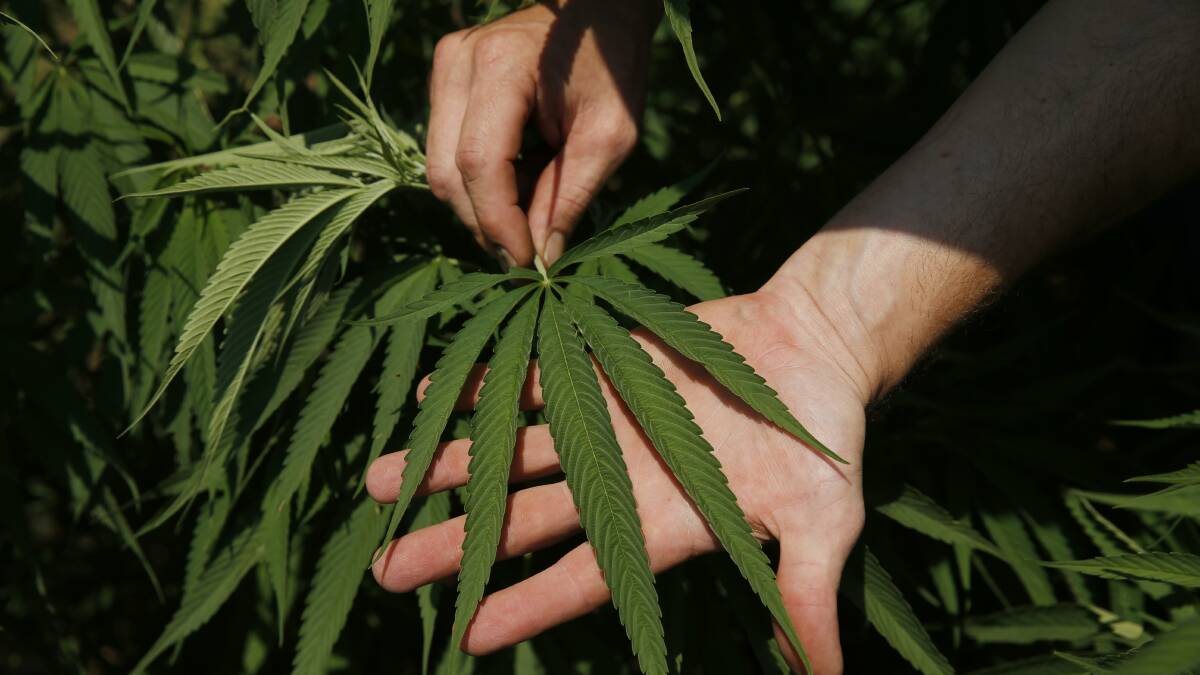 First commercial medicinal cannabis crop grown