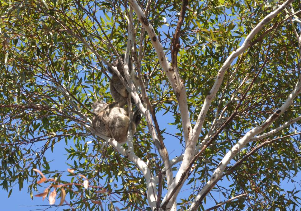 Koalas in Moree. There is doubt that a WWF report about land clearing in the area really shows loss of koala habitat, rather clearing of invasive native plant species areas, according to the Office of Environment and Heritage.