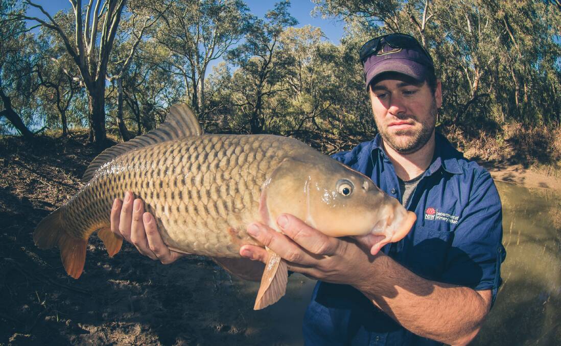 Brett Pflugrath from the NSW Department of Primary Industries with a massive carp. The National Carp Control Plan is due to be released later this year on the benefits of releasing the carp herpes virus. Photos by Tom Rayner.