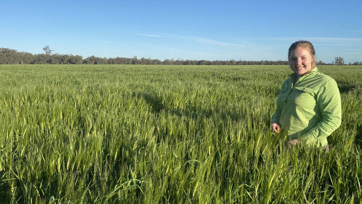 Paul McCaskie's daughter Sarah in a field of Planet barley. The McCaskies hope their crops have escaped frost damage at West Wyalong.