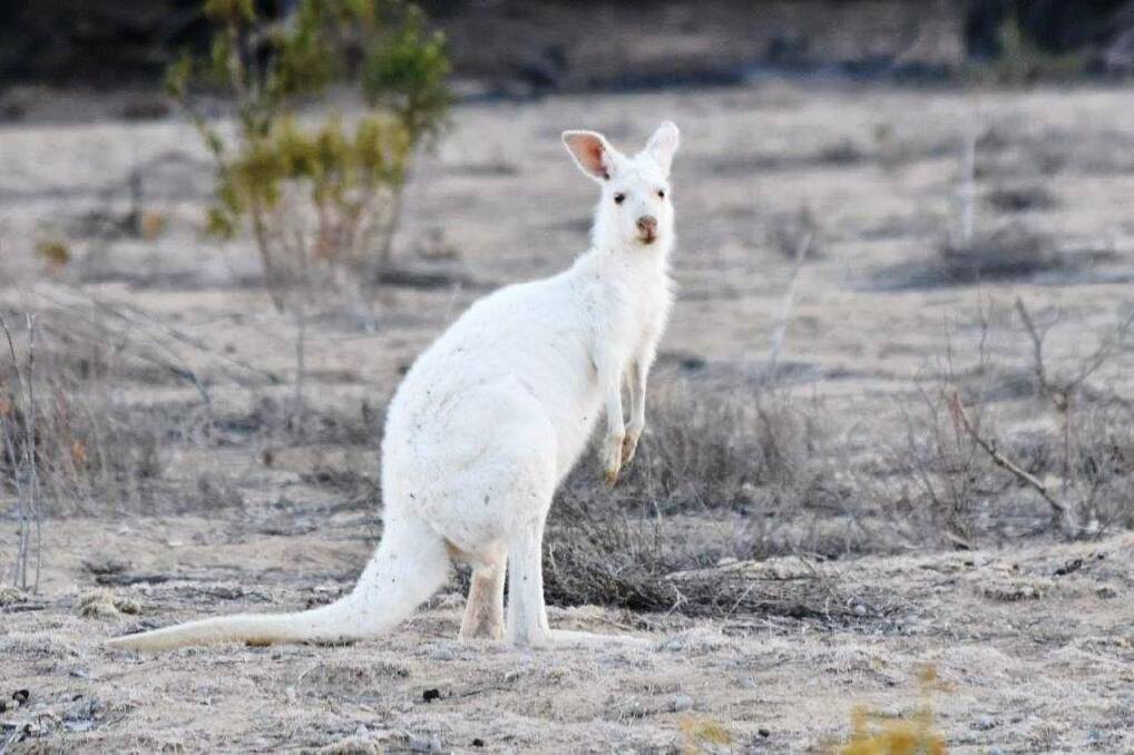 White kangaroo creates bright spot in drought