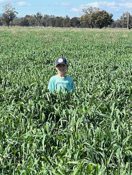 Cooper Galton, son of Rob and Prue Galton Gunnedah, checking in mid-April the family early sown oat crop. 