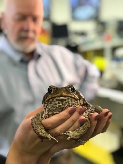 Sale of drought relief water will help boost pest control programs such as stopping the cane toad. Clarence Valley is the southern extent of cane toads. Breeding populations to the north of Brooms Head have successfully been contained.