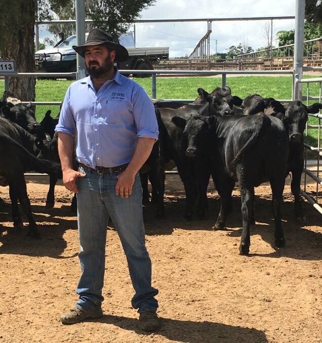 Wagga Regional Livestock agent Tyler Pendergast with a pen of Angus yearling heifers sold by AJ Nicholls, Tara, Carabost, that averaged 490.2c/kg on Monday at Wagga.