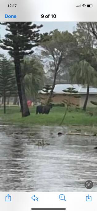 A cow that had floated down to near Ballina.