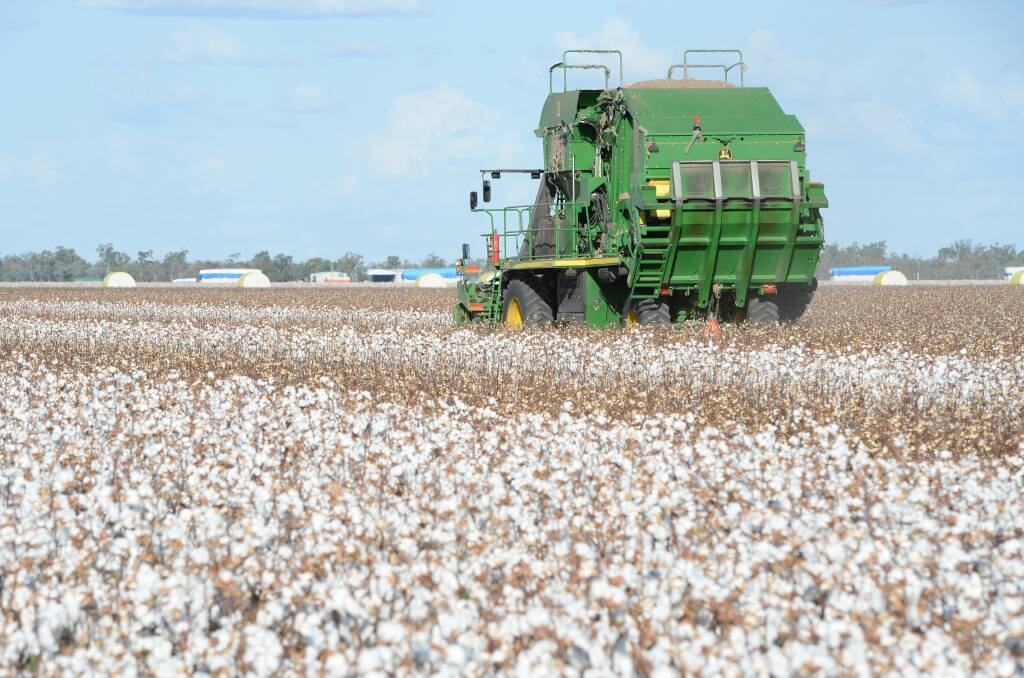 Cotton farmers are helping each other out through CSD's ambassador program to improve yields and techniques.
