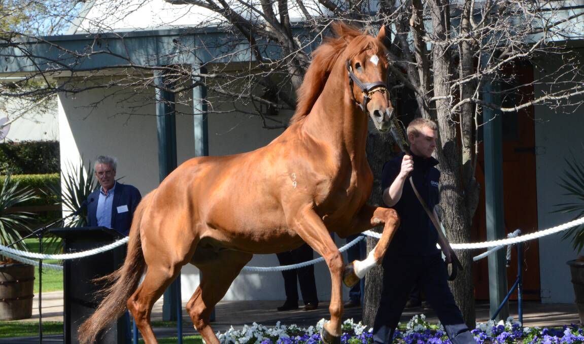  While losing an eye through injury about seven years ago, Choisir was still frolicking about when on parade at Coolmore Stud, Jerrys Plains, in 2016. Photo Virginia Harvey
