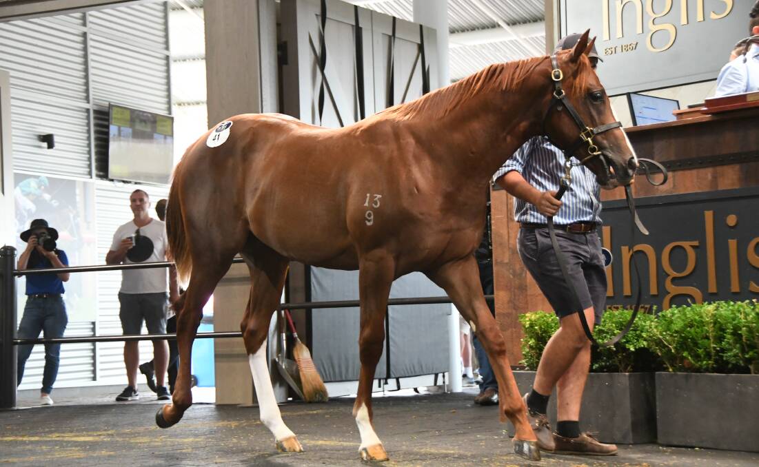 The Invader-Hussidora colt which fetched $375,000 at the Inglis Classic Yearling Sale. Photo Virginia Harvey 