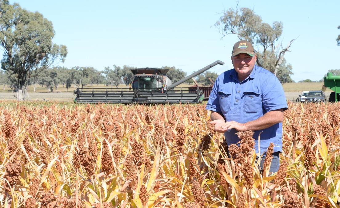 Peter Cook, "Barana", Coolah,  in his 167ha Buster sorghum that yielded 4.5 tonnes/hectare. He says he's never seen prices so high in 38 years. Photo by Rachael Webb.