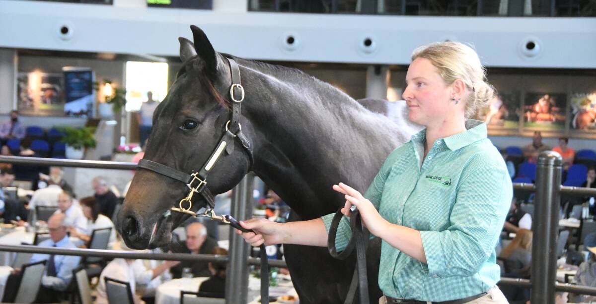 Taryn Ryan in the ring with the Harry Angel Fervent Delight colt, which sold for $100,000 via Mane Lodge, Gundaroo. Photo Virginia Harvey. 