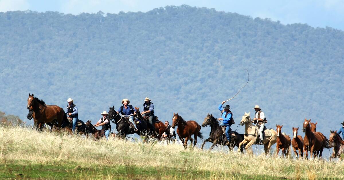 A stock photo of brumbies being mustered in the high plains. A group of horsemen and women are trying to prevent the cull of 400 brumbies in Victoria by mustering them out of the high country.
