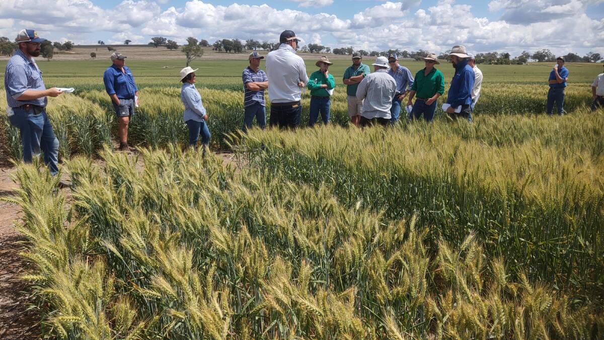  Farmers and agronomists assessing new varieties at the multitude of field days held each spring. This view of the Coolah 2021 spring field day. 