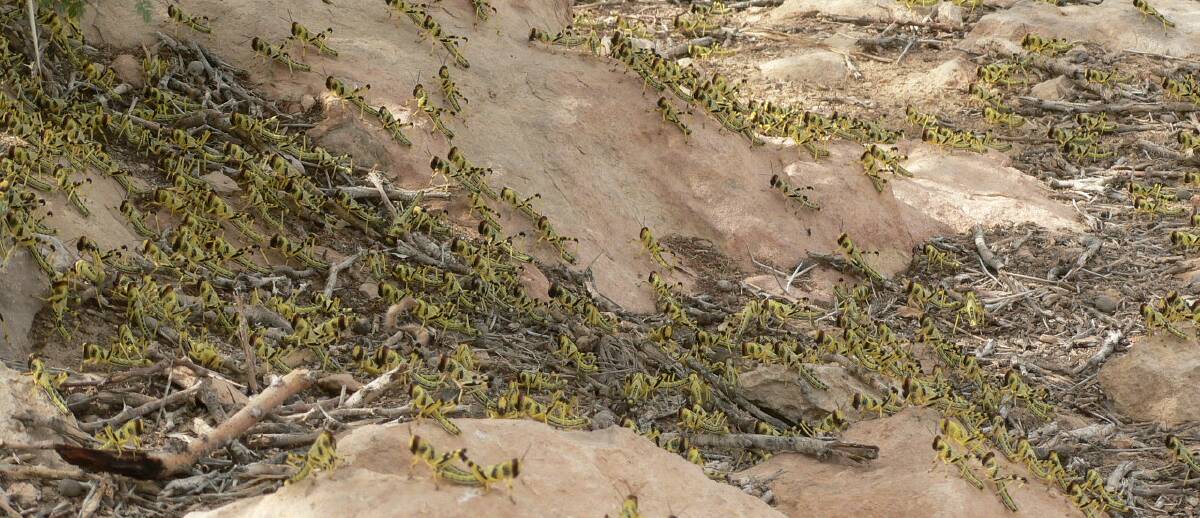 Desert locust nymphs in Yemen where Australia is helping fight an outbreak from Africa to western India.