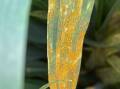 Stripe rust can devastate wheat crops if varieties with good resistance are not chosen or appropriate fungicide programs instigated. Photo by Steve Simpfendorfer.
