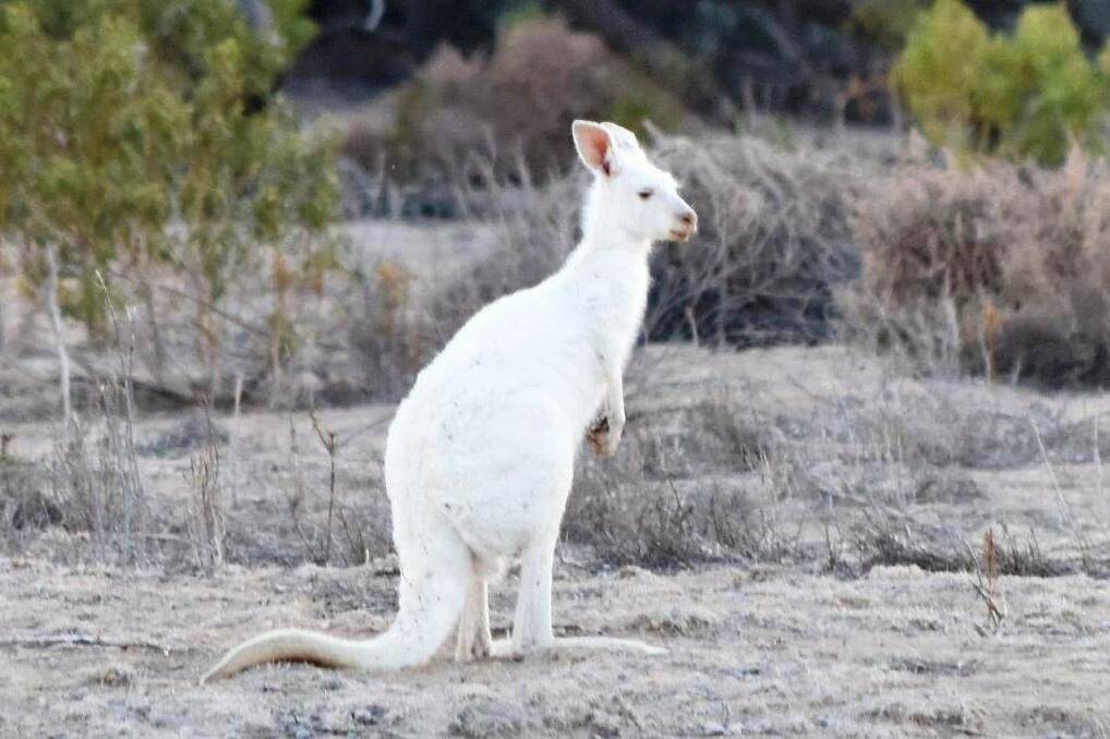 White kangaroo creates bright spot in drought