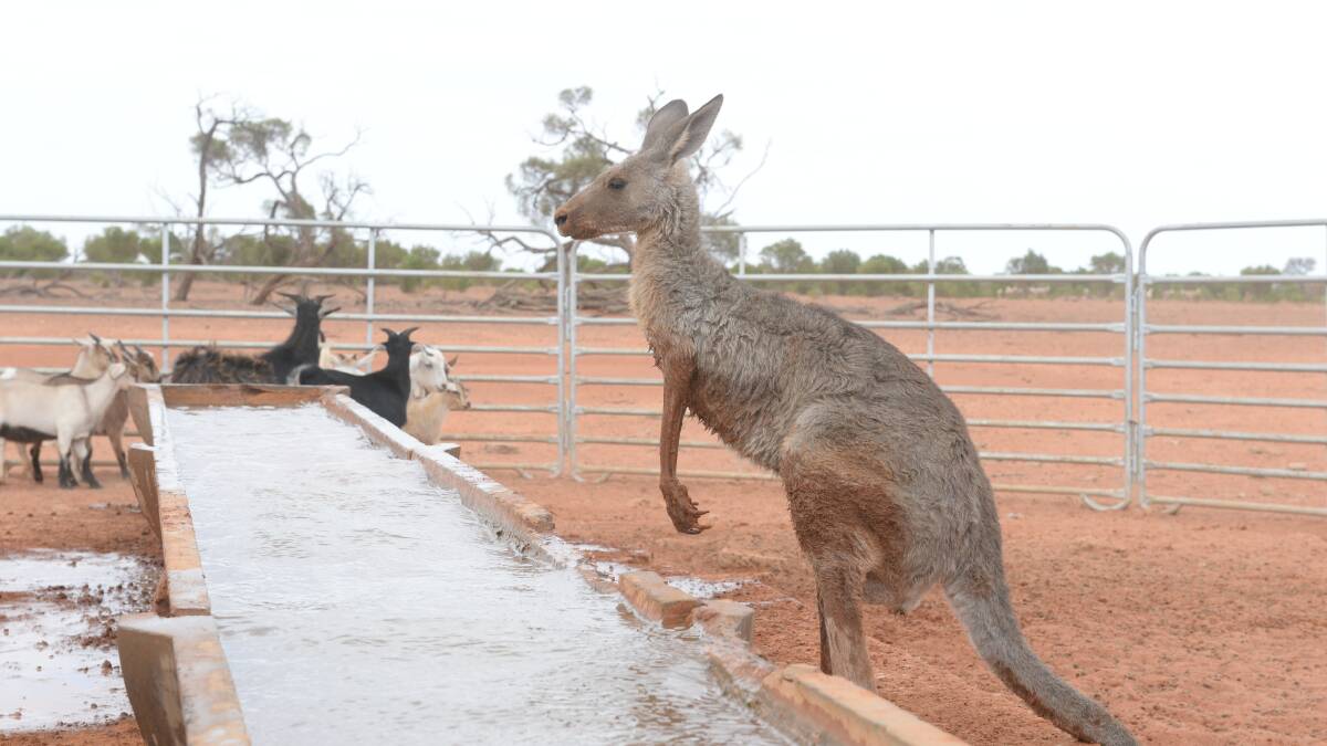 Drought-stricken kangaroos in western NSW have been dying in their thousands in a mass dying event.