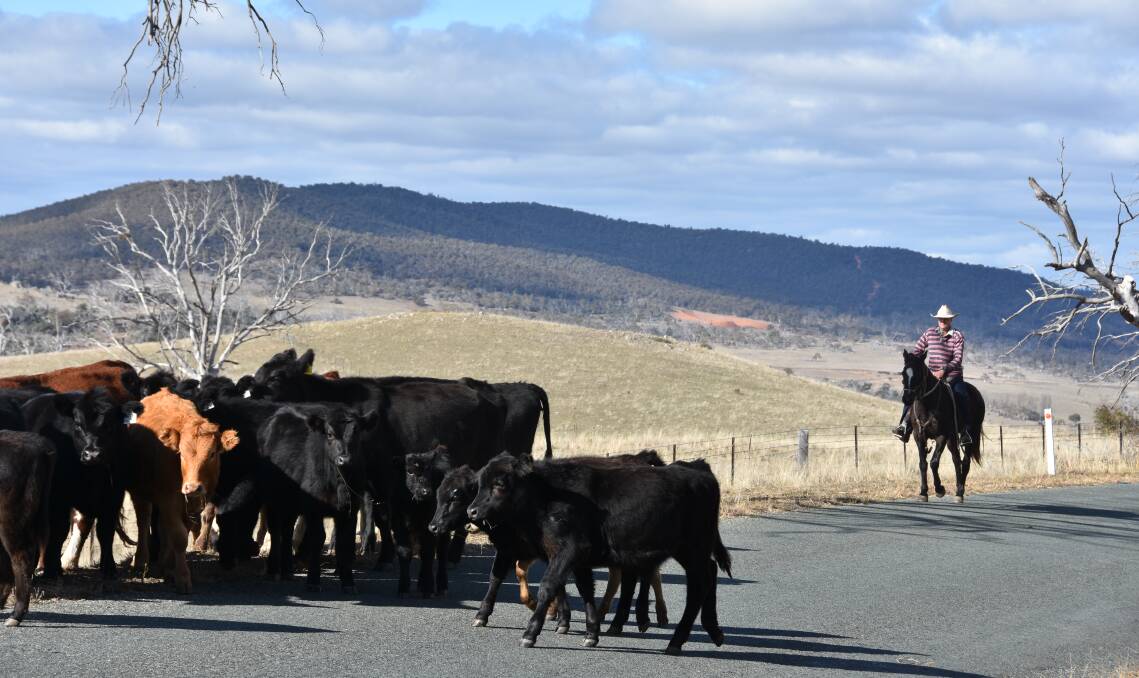Matt French with some of his cattle on a stock route west of Berridale as he starts a six-month trek with his Kybeyan cattle. An LLS direction to quit the route was a "mistake" and the service has apologised to him. Photo by John Ellicott.