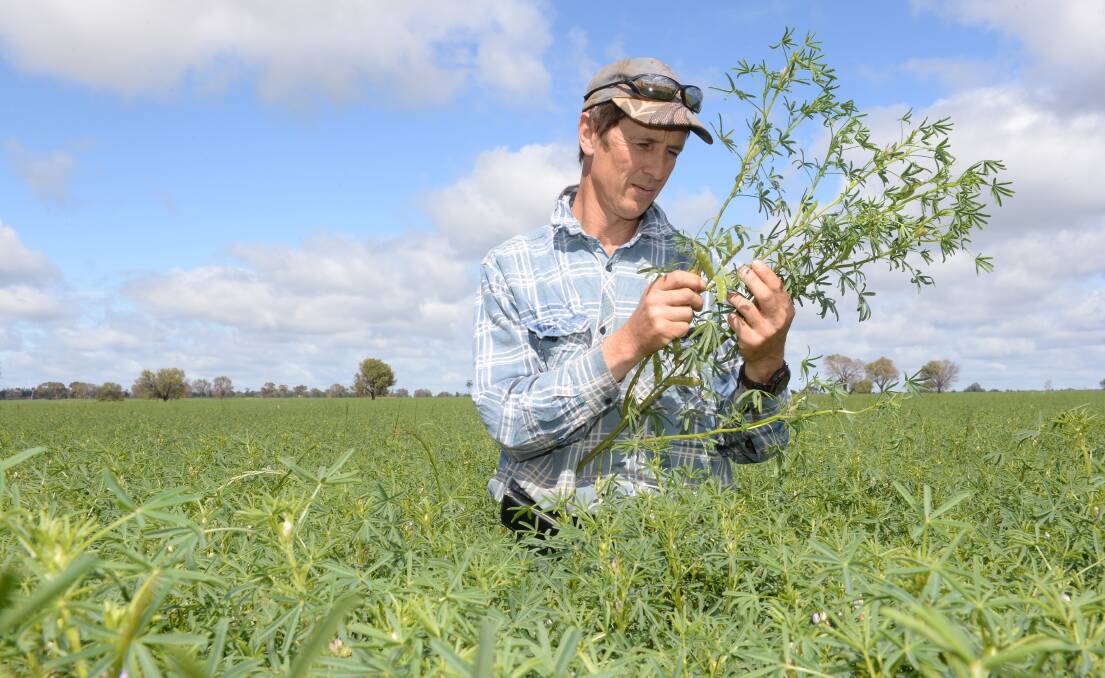 Scott Robb, "Danbury", Ungarie, in the good times in a crop of Lupins in October, 2016. More than 30mm has fallen in the district last week allowing farmers to plant 90 per cent of their crops. Mr Robb has planted, wheat, barley and oats, and will have forage oats up and running for lambs in about three weeks.