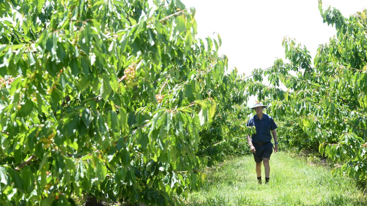 Cherry growers have been hit hard by recent rain and storms.