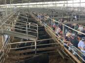 SALE-O: About 1450 cattle were yarded at the Shepparton Regional Saleyards on Friday.
