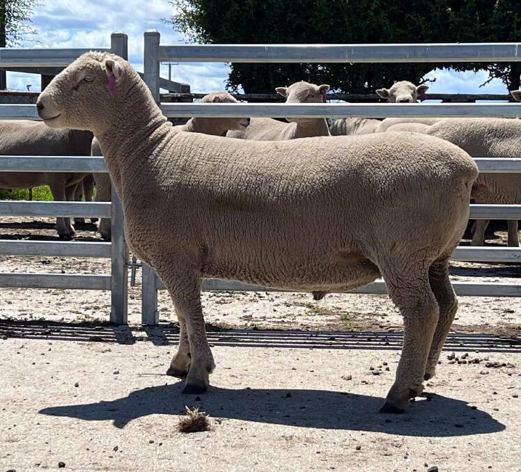 TOPPER: Kirkdale Southdown's top-priced $10,200 ram was bought by a stud client, Athlone Poll Dorset and Southdown stud, Penshurst, last week.