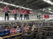 SALE-O: Close to 1000 cattle were yarded at Wangaratta on Friday. File photo.