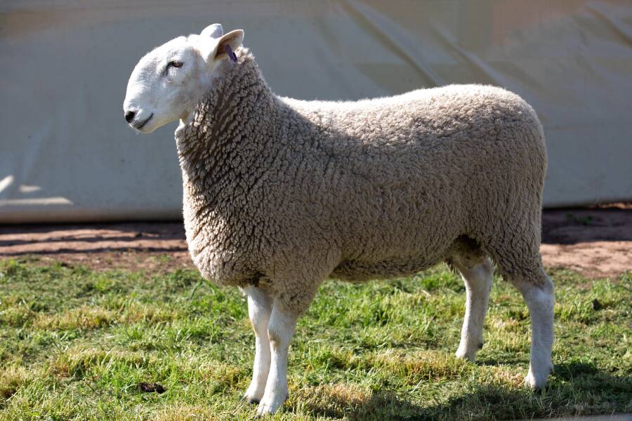 TOP RAM: Lot 11 Geraldine 29 TW which sold for $30,250.