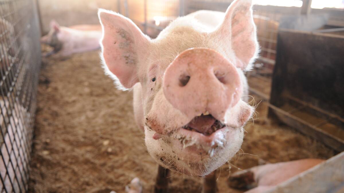 Asian Swine Fever has been detected in East Timor to the north of Australia.