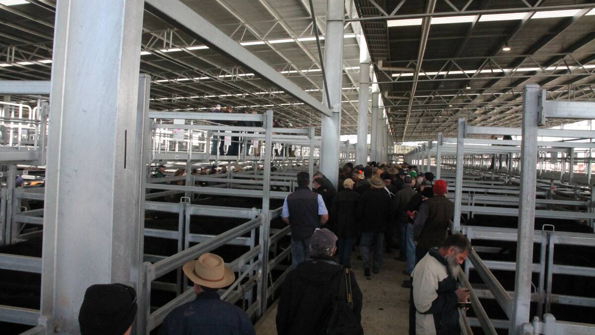 With 2,800 head on offer there was plenty of buyer and onlooker interest at the Ballarat store sale on Friday.