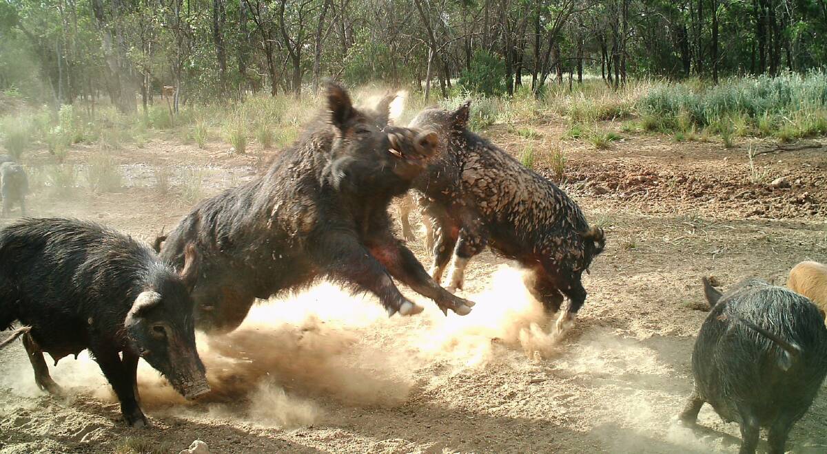 Feral pig populations are expected to sky-rocket following recent widespread rain. Photo by Invasive Animals Co-operative Research Centre.