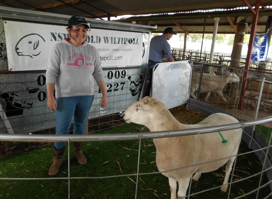 Sandra Nott is pictured with the equal top price Reavesdale ram which was purchased by Larry Nott, “Forest Lodge”, Turill, for $1650.