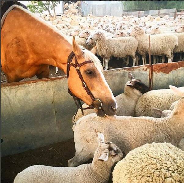When your horse is dogging it! This photo was recently submitted to @thankafarmerforyournextmeal by @jackiiemcgrath.