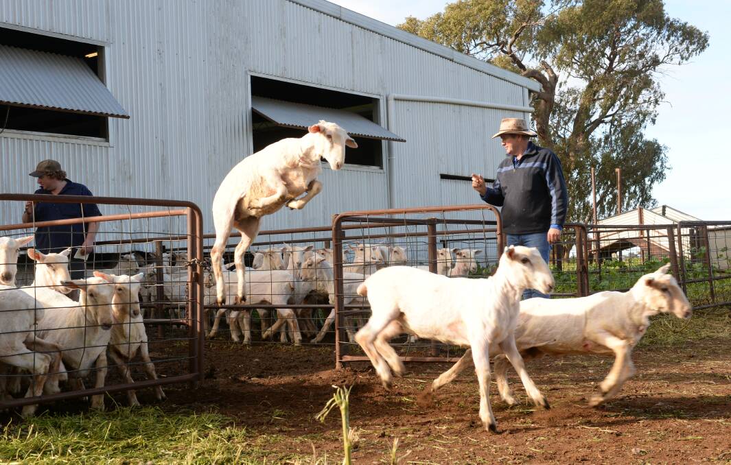 Do you love scrolling through farm pics? You might find some gems in our list of suggested Instagram accounts. This photo is of Tony Quigley, Quigley Farms, Trangie, counting out first cross lambs with Jacob Gillespie. From on The Land's instagram account, @thelandnews