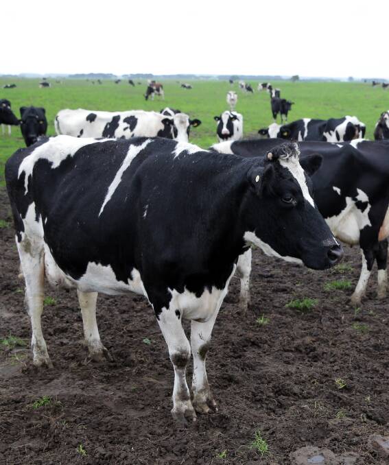 The Punter has decided to buy another 5000 Australian Dairy Farms shares ahead of the company's extraordinary general meeting in Melbourne this week. He's hoping the board will deliver an upbeat statement.
