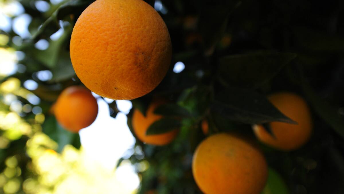 Last year 40,000 tonnes of Australian citrus was exported to China.