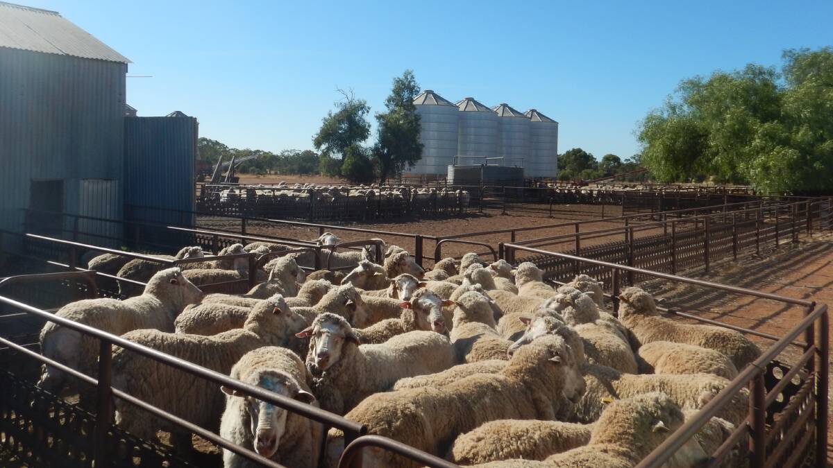 The Rowes have a Merino flock based on 1200 to 1300 ewes.