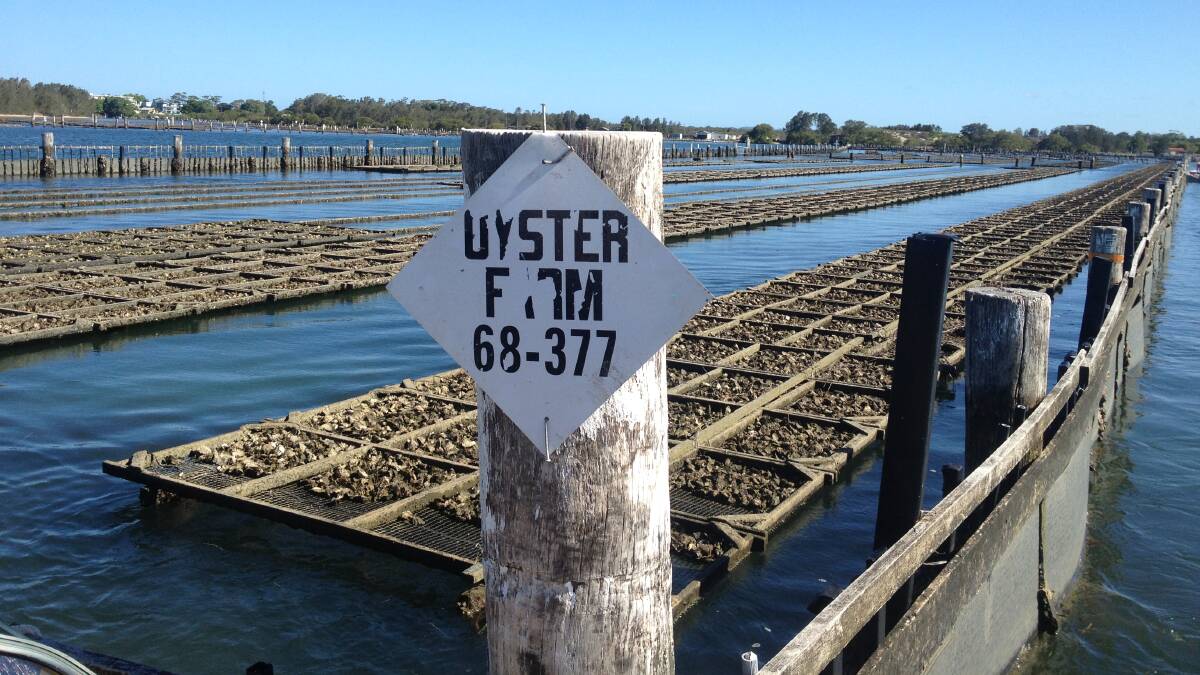 The Ravells use different leases for different aged oysters.
