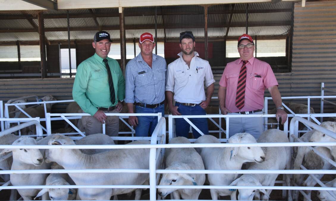 INDUSTRY RELEVANT: With the Australian White offering are Andrew Wilson, Nutrien, Anthony Hurst, Seriston, Brayden Gilmore, Baringa, and Elders Northern livestock manager Damien Webb at Jamestown.