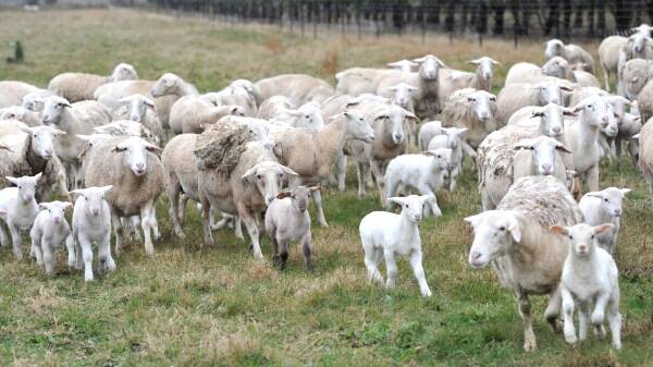 Grain feeding lambs is a risky business
