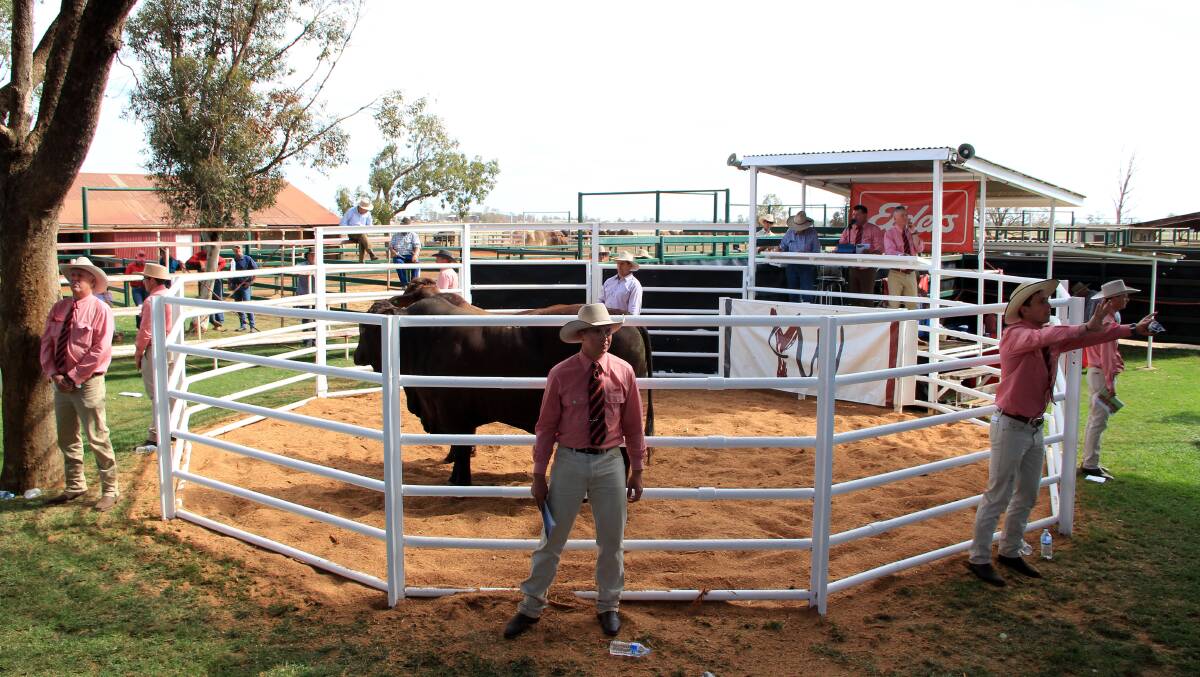 There was spirited bidding throughout the sale for the 177 bulls on offer.
