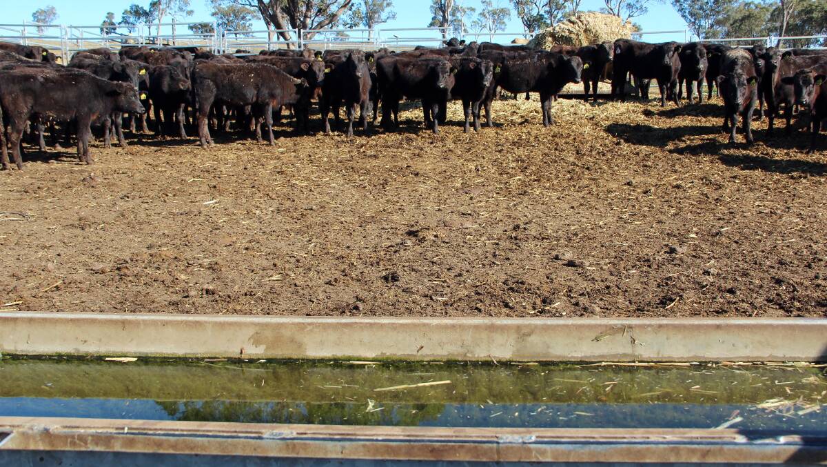 Simple solution: Recirculating water in livestock troughs can slow the growth of algae and harmful bacteria and improve outcomes for livestock. Pictures: Melody Labinsky