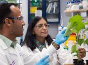 Breakthrough: University of Queensland PhD candidate Ritesh Jain and BioClay research team leader Professor Neena Mitter have helped develop BioClay. 