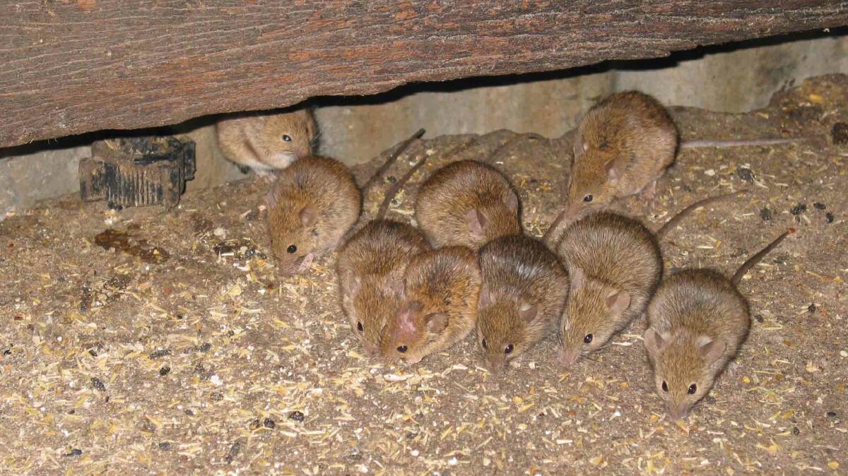 CSIRO's research has been conducted in response to concerns from farmers about the effectiveness of zinc phosphide and researchers set out to find a bait substrate that was more attractive to mice. Picture: Peter Brown, CSIRO